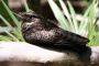 Amazonas06 - 346 * Rufous Nightjar.